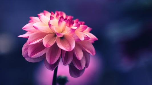 Beauty in Bloom - Confident Skin by Julie, West Ryde Beauty Clinic