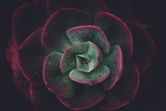 Bloom & Glow: Embracing the Beauty of Skin Evolution - Confident Skin by Julie, West Ryde Beauty Clinic
