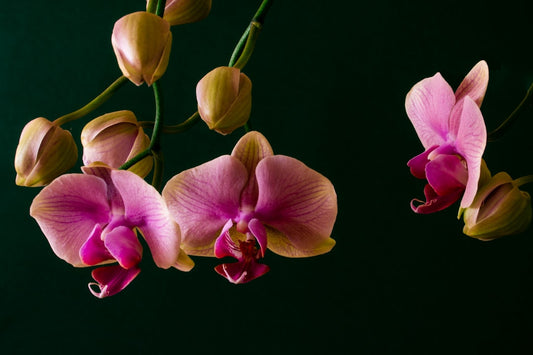 Blossoming Beauties: The Secret to Effortless Elegance - Confident Skin by Julie, West Ryde Beauty Clinic