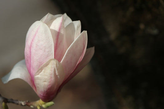 The Blossoming Beauty Journey - Confident Skin by Julie, West Ryde Beauty Clinic