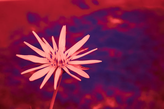 Unlocking the Power of Natural Beauty Boosters - Confident Skin by Julie, West Ryde Beauty Clinic