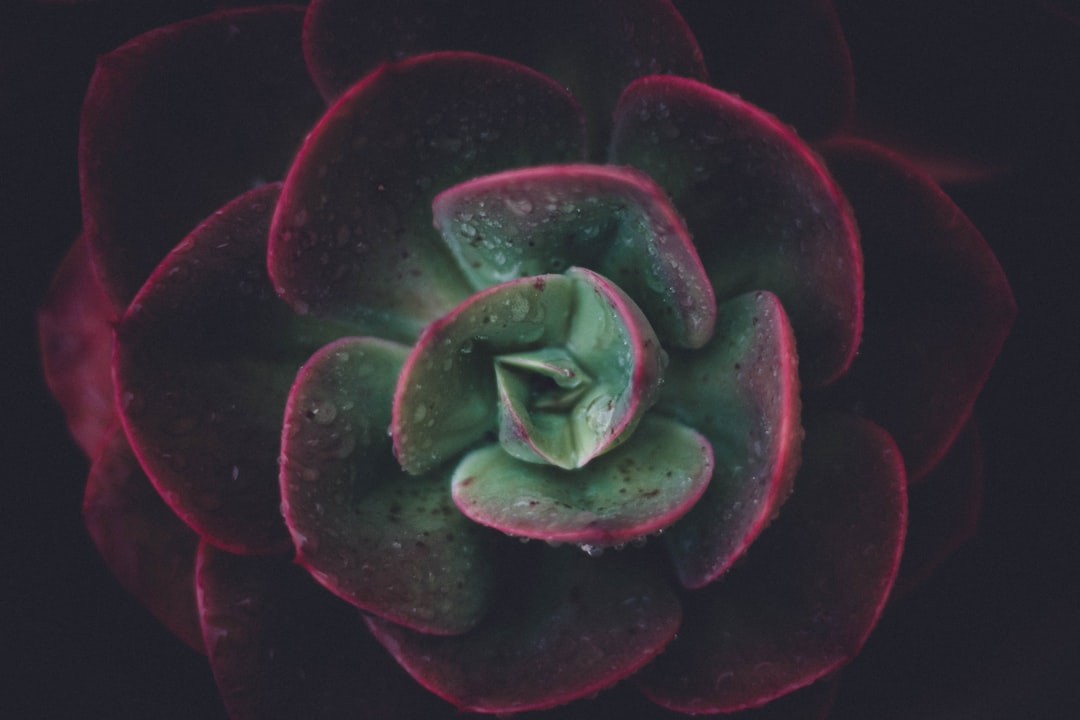 Bloom & Glow: Embracing the Beauty of Skin Evolution - Confident Skin by Julie, West Ryde Beauty Clinic