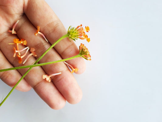 Elevate Your Beauty Routine with Skin-Soothing Botanicals - Confident Skin by Julie, West Ryde Beauty Clinic